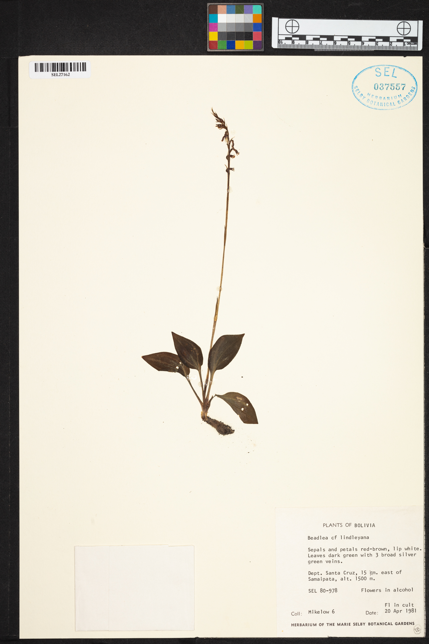 Cyclopogon lindleyanus image