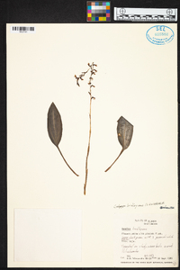 Cyclopogon lindleyanus image