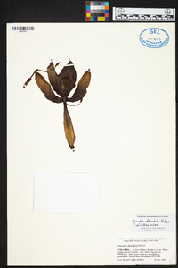 Image of Cycnoches chlorochilon