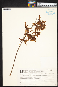 Cymbidium floribundum image