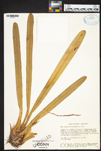 Cymbidium aloifolium image