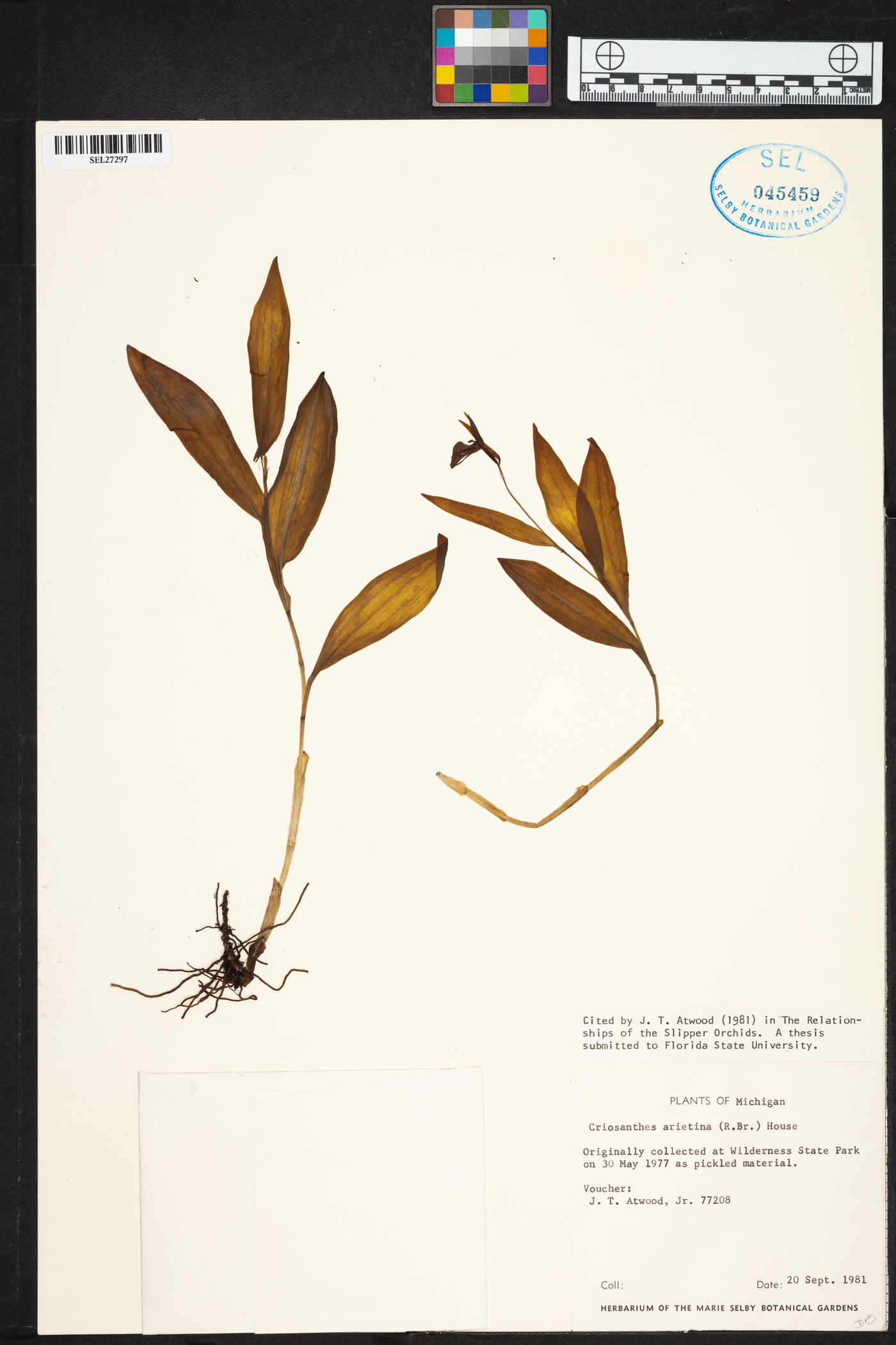Criosanthes arietina image