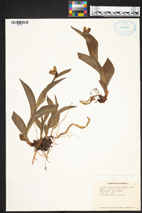 Cypripedium passerinum image