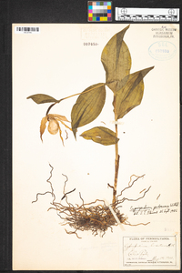 Cypripedium parviflorum var. pubescens image