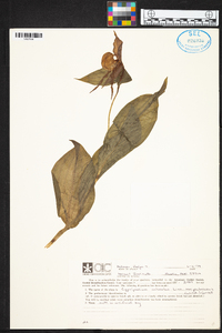 Cypripedium parviflorum var. pubescens image