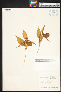 Cypripedium parviflorum var. pubescens image