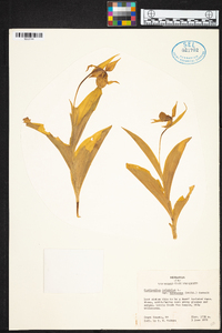 Cypripedium parviflorum var. pubescens image