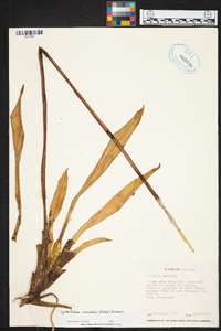 Image of Cyrtochilum annulare