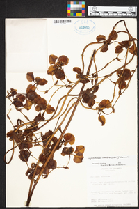 Cyrtochilum annulare image