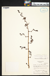 Cyrtochilum cimiciferum image