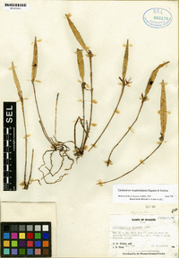 Epidendrum megaloclinium image