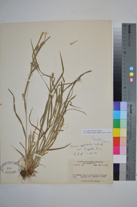 Carex flaccosperma image