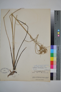 Cyperus pseudovegetus image