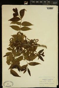 Carya illinoinensis image