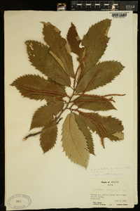 Castanea pumila var. ozarkensis image