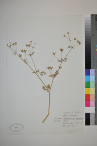 Chaerophyllum tainturieri var. tainturieri image