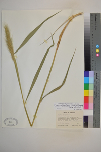 Elymus glabriflorus image