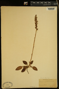 Goodyera pubescens image