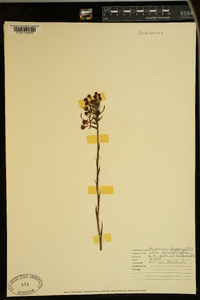 Platanthera blephariglottis image