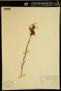 Platanthera ciliaris image