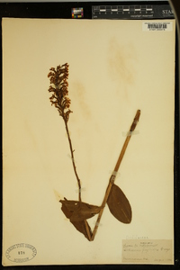 Platanthera psycodes image