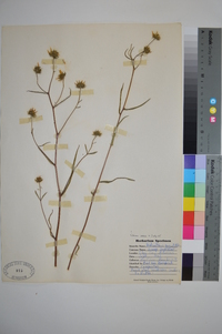 Helianthus angustifolius image