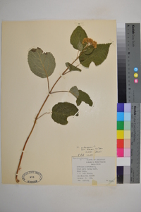 Hydrangea arborescens var. deamii image