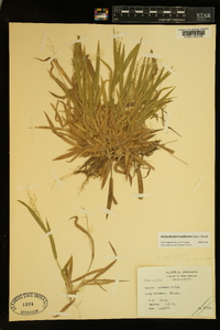 Dichanthelium laxiflorum image