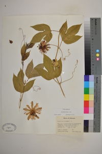 Passiflora edulis image