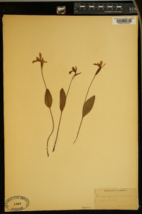 Pogonia ophioglossoides image