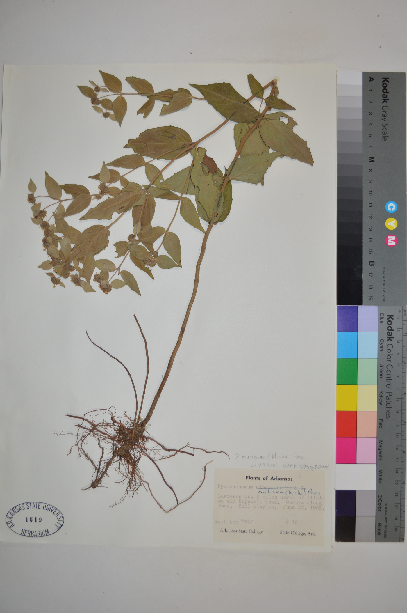 Pycnanthemum muticum image