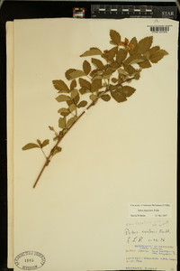 Rubus flagellaris image