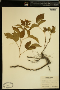 Rubus mollior image