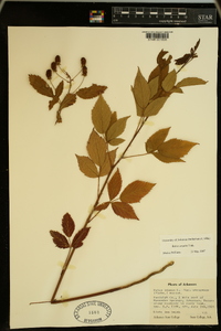 Rubus argutus image