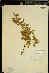 Rubus flagellaris image