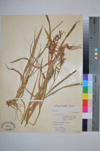 Scirpus lineatus image