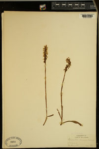 Spiranthes cernua image