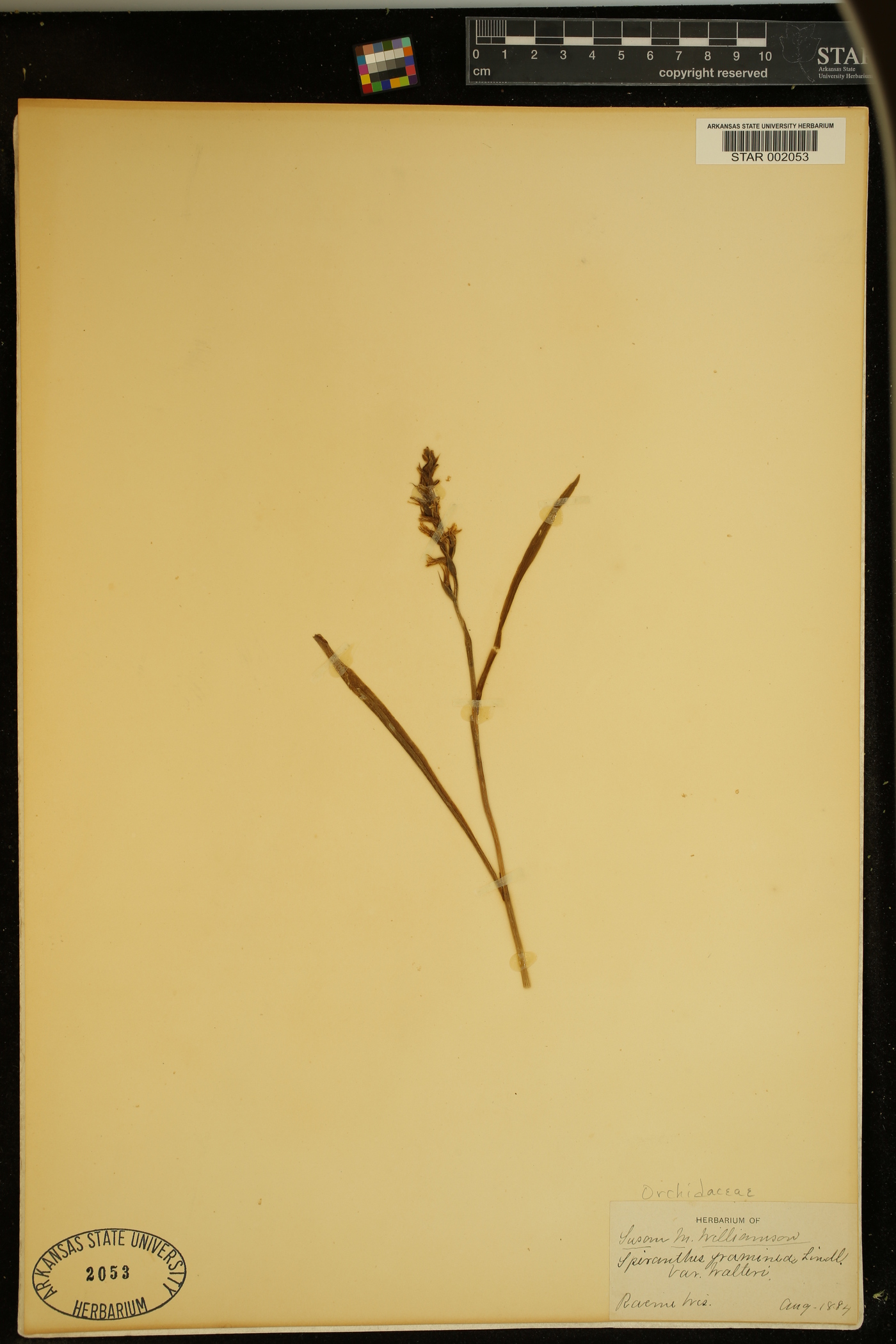 Spiranthes graminea image