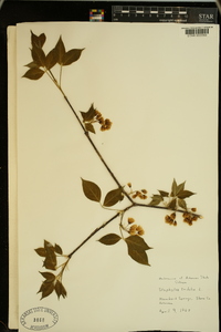 Staphylea trifolia image