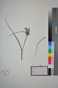 Tradescantia ohiensis image