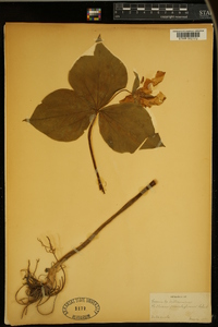 Trillium grandiflorum image