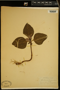 Trillium recurvatum image