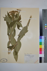 Verbesina helianthoides image