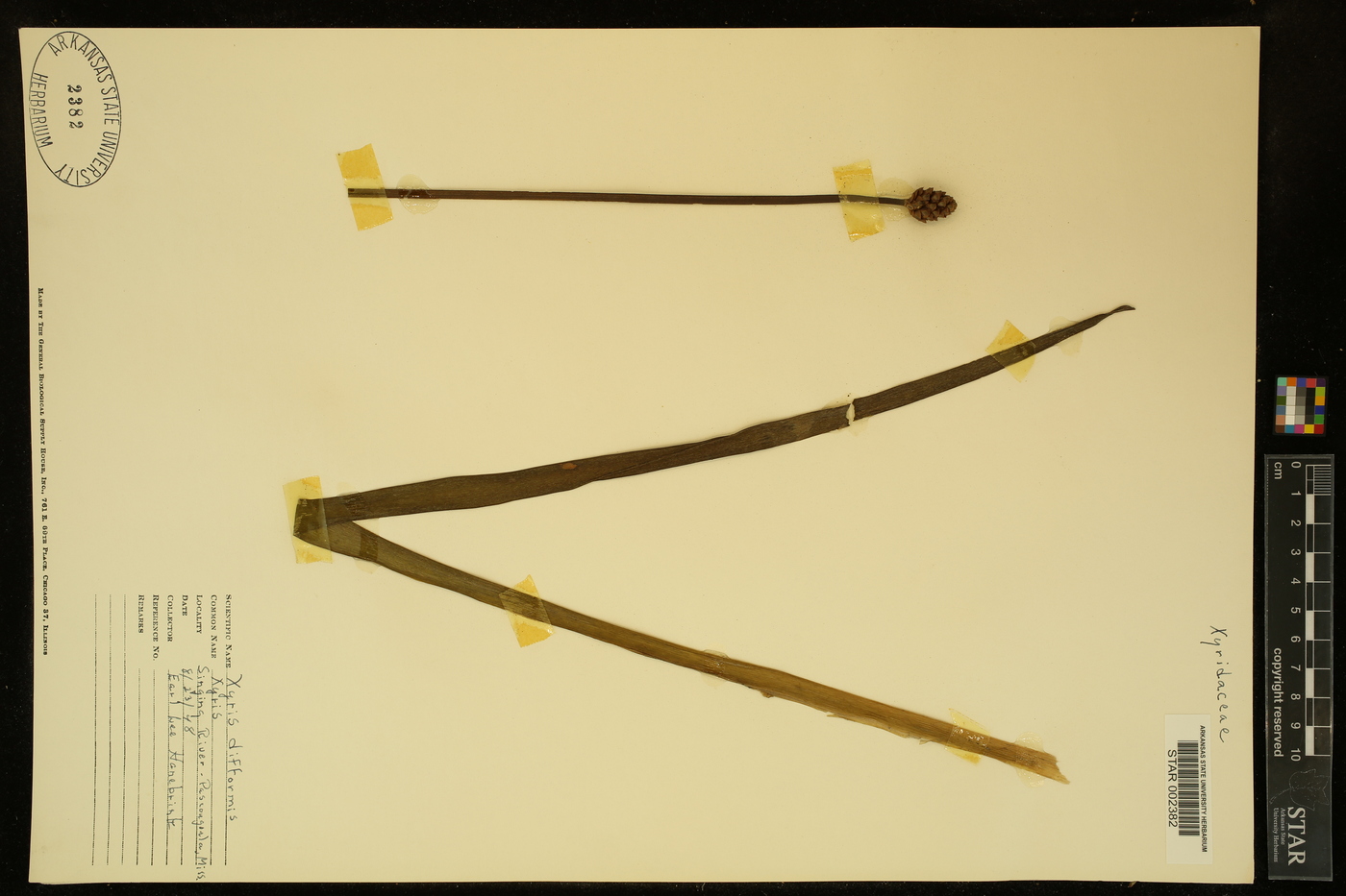 Xyris elata image