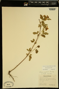 Rubus flagellaris image