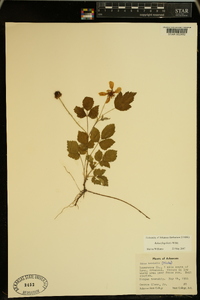 Rubus flagellaris image