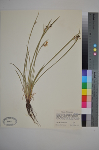 Sisyrinchium campestre image