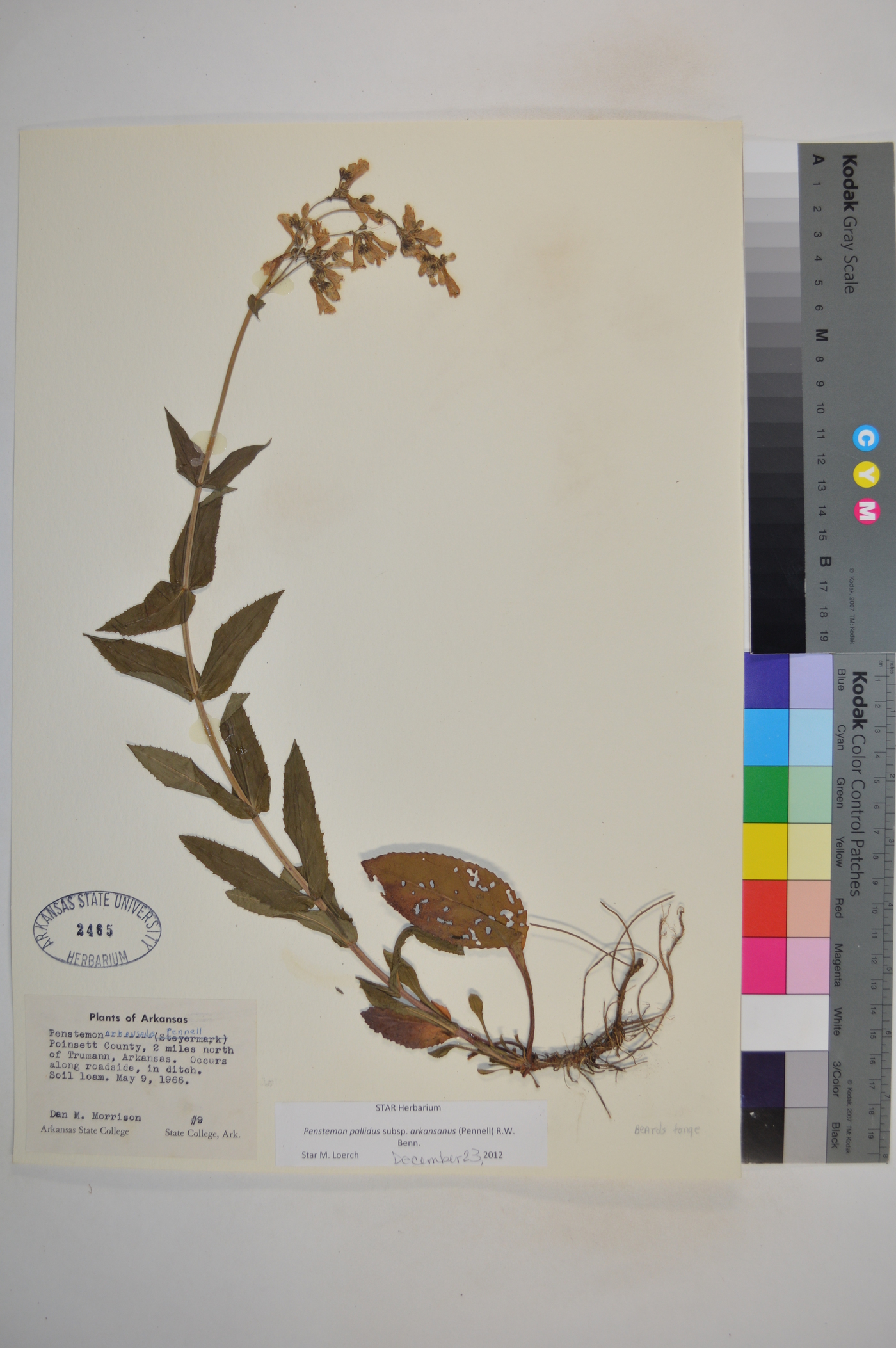 Penstemon pallidus subsp. arkansanus image