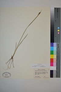 Sisyrinchium campestre image