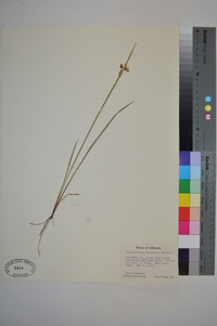 Sisyrinchium campestre image